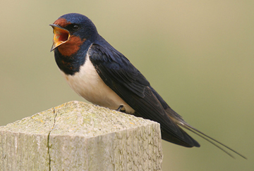 Hirundo rustica